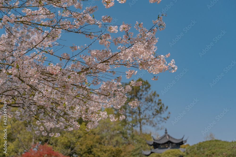 The blooming cherry blossoms at the West Lake in Hangzhou, China, spring time. The blooming cherry blossoms at the West Lake in Hangzhou, China, spring time.