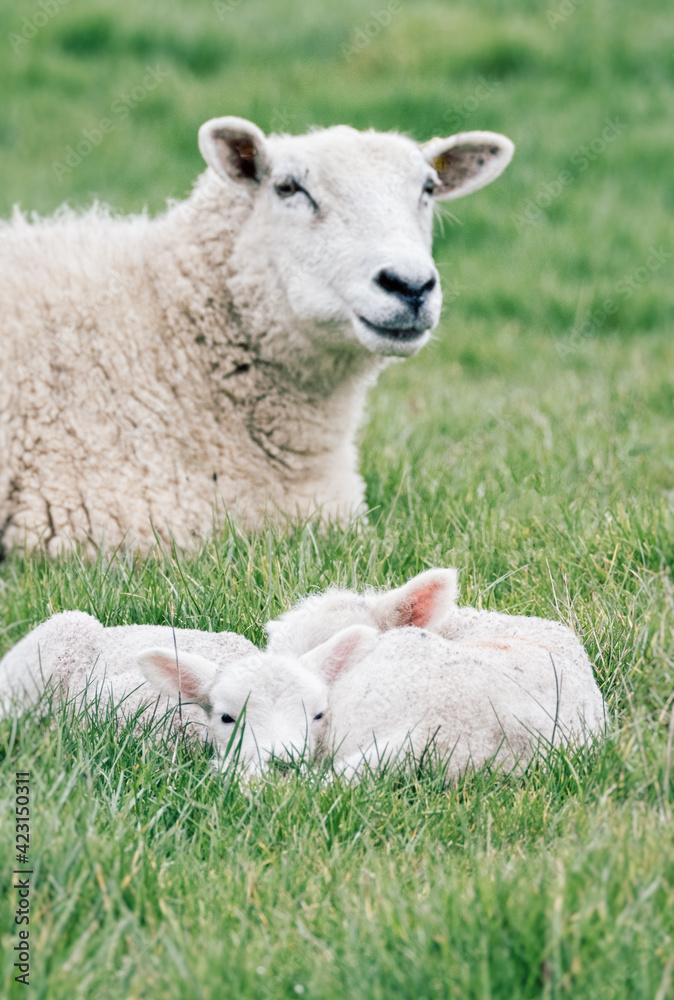 Mother and her two new born spring lambs dozing In Fields In Rural Oxfordshire