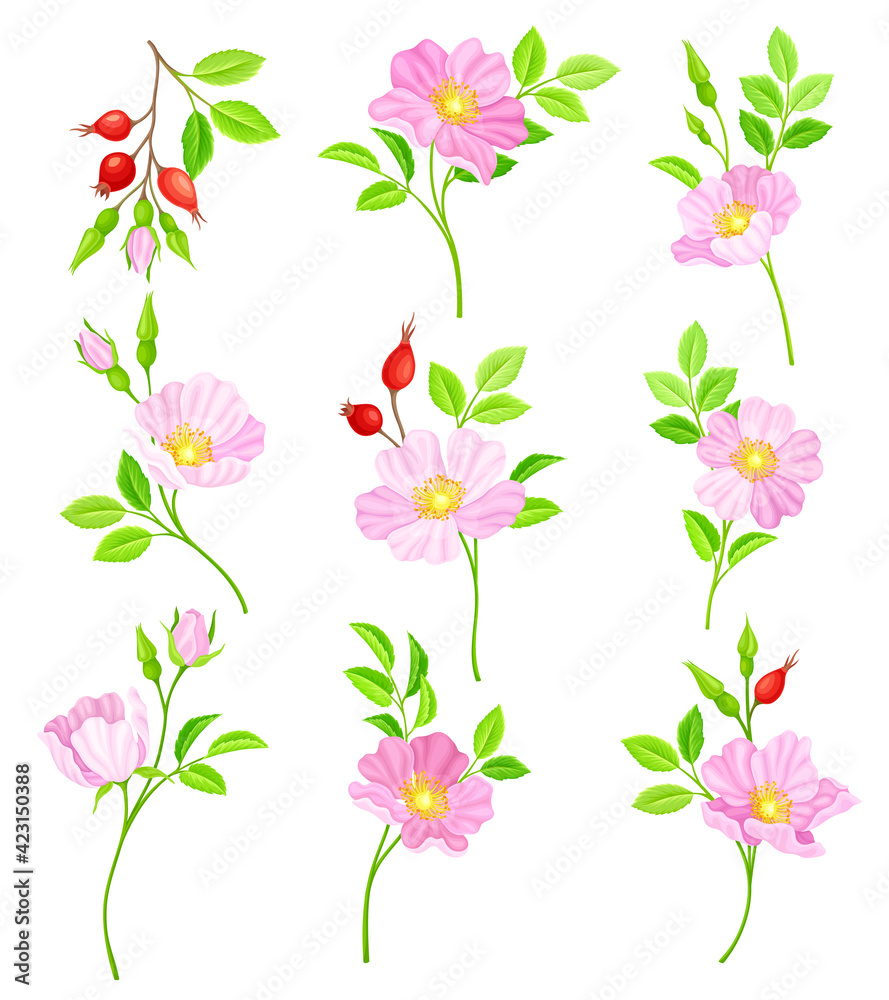 Obraz premium Rosa Canina or Dog Rose with Pale Pink Flowers and Red Rose Hips Vector Set