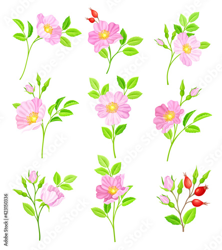 Rosa Canina or Dog Rose with Pale Pink Flowers and Red Rose Hips Vector Set