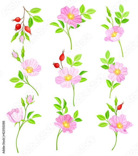 Rosa Canina or Dog Rose with Pale Pink Flowers and Red Rose Hips Vector Set