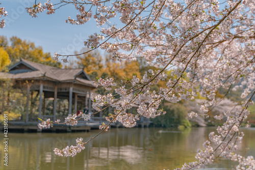 The blooming cherry blossoms at the West lake in Hangzhou, spring time.
