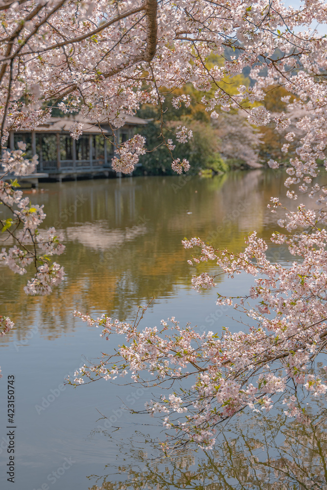 The blooming cherry blossoms at the West lake in Hangzhou, spring time. The blooming cherry blossoms at the West lake in Hangzhou, spring time.