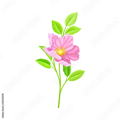 Dog Rose  Rosa Canina or Rosehip with Pale Pink Flower and Green Pinnate Leaves on Stem Vector Illustration