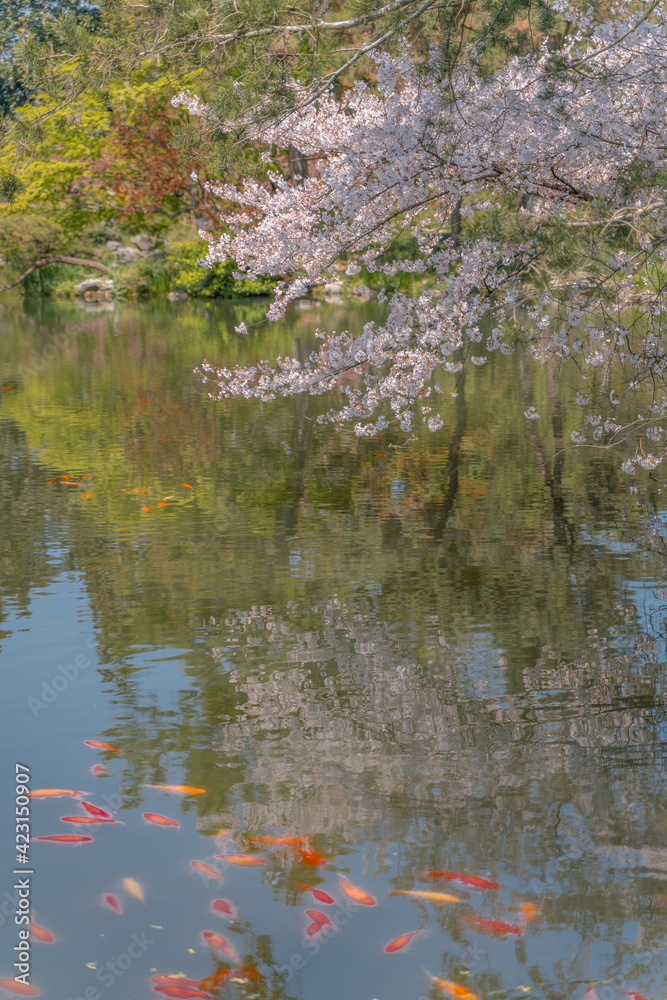The blooming cherry blossoms at the West lake in Hangzhou, China, spring time. The blooming cherry blossoms at the West lake in Hangzhou, China, spring time.