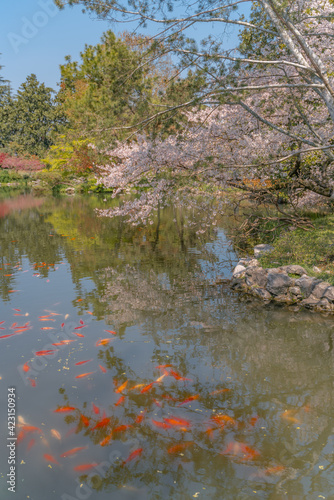 The blooming cherry blossoms at the West lake in Hangzhou  China  spring time.