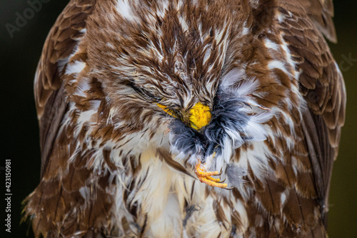 portrait of an eagle