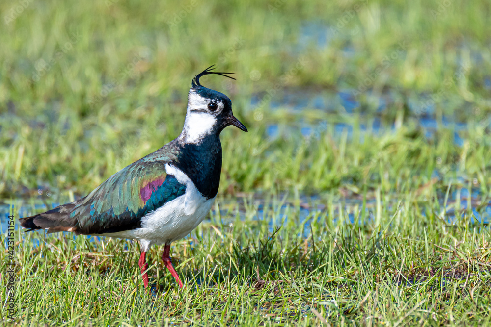 Kiebitz im Naturschutzgebiet im Frühjahr. Kiebitz im Naturschutzgebiet im Frühjahr.