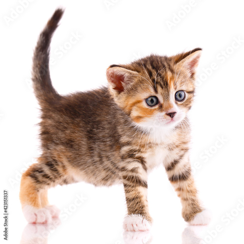 Kitten looks interestedly at a small camera on a white background.