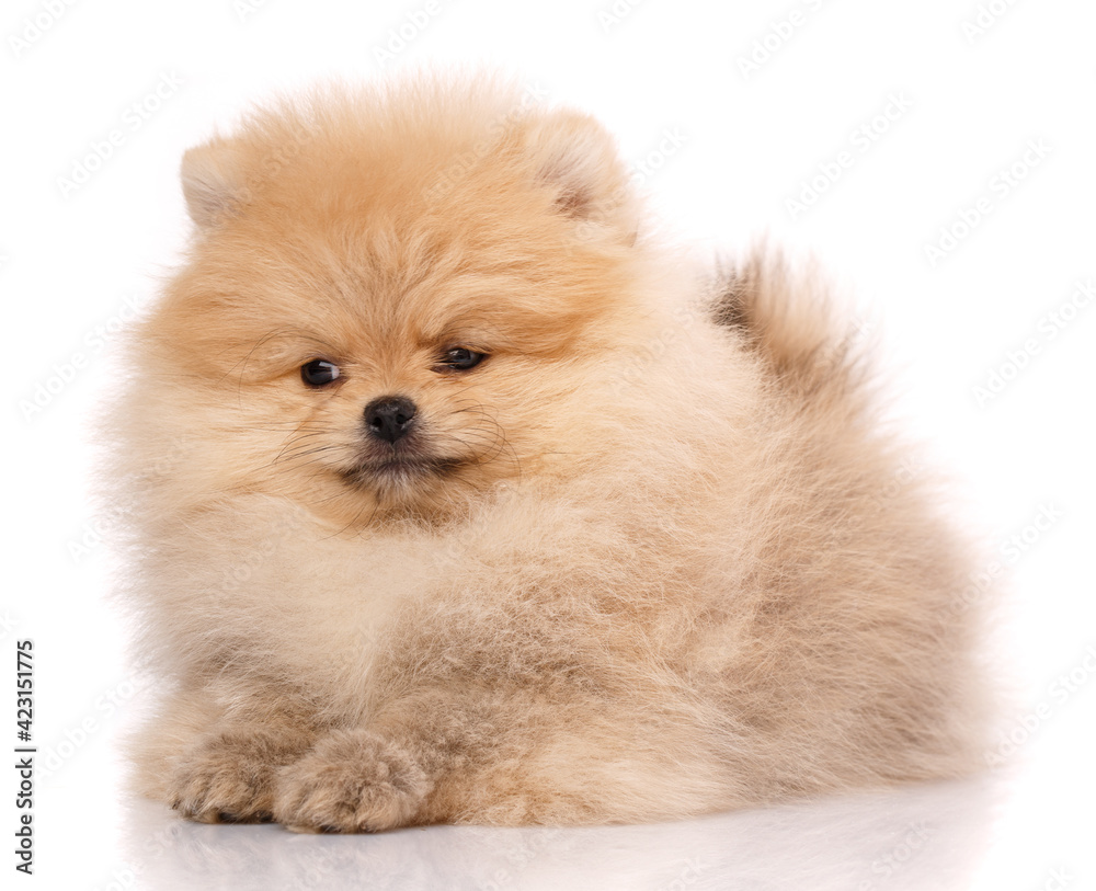Portrait of a Pomeranian Spitz on a white background.