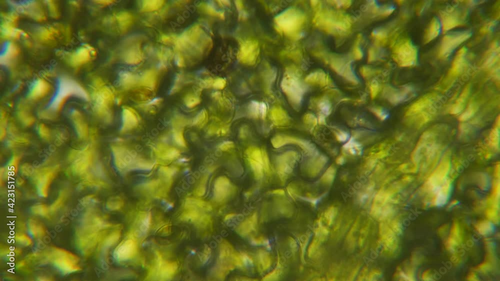 Chloroplast under a microscope. Cell division. Cell structure. Cell division. View of leaf surface showing plant cells under microscope. Virus infection. Green plant cells under microscope. GMO. DNA.