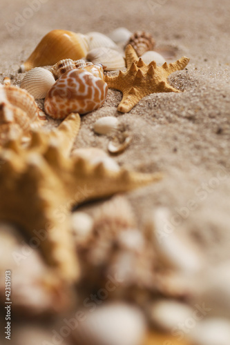 Closeup of a starfish and some seashells and conches on the sand
