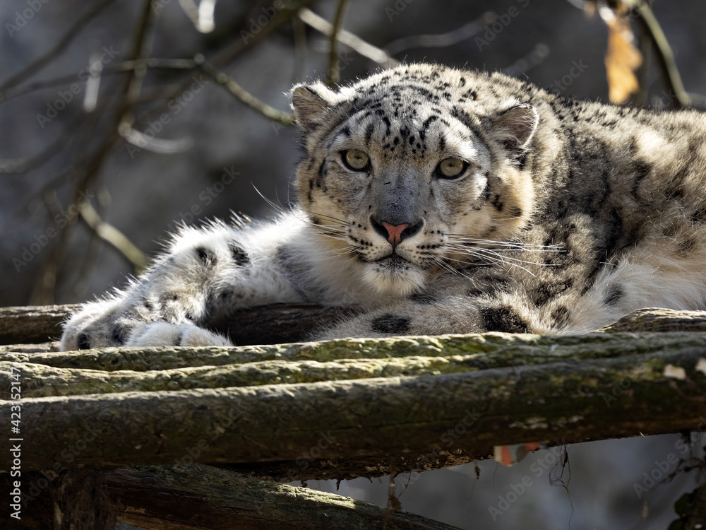 A snow leopard, Panthera uncia, rests on a trunk and observes the surroundings.