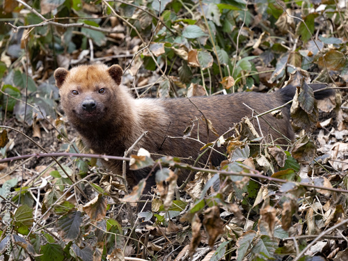 The bush dog, Speothos venaticus, stands in dense vegetation and observes the surroundings