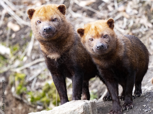 Two male Bush dogs, Speothos venaticus, stand side by side and watch the surroundings