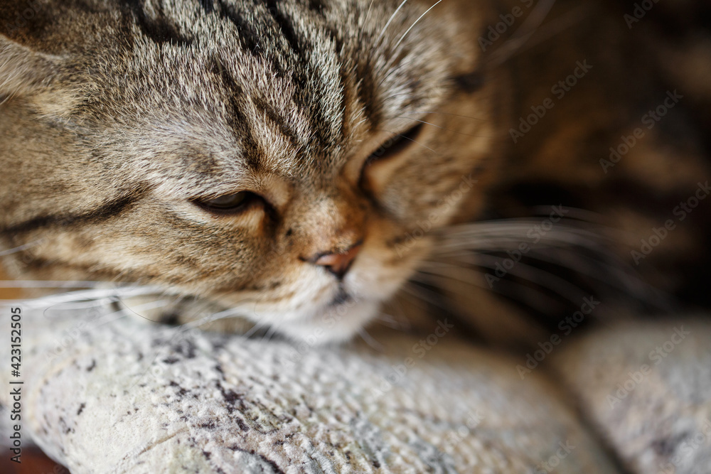 Cute sleeping scottish straight brown tabby cat face close up on sofa.