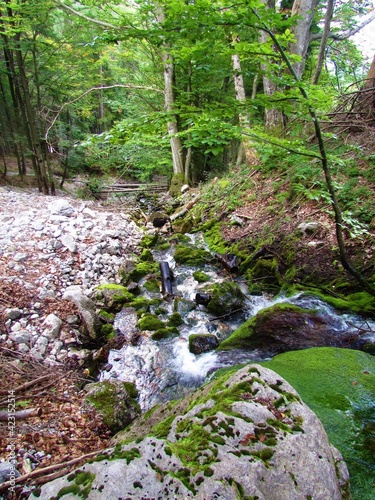 Stream with moss covered rocks at Mrzle vode near Gozd Martuljek in Julian alps, Slovenia in a a forest photo