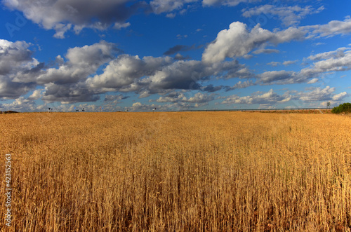 Campo di grano con cielo azzurro e nuvole nella regione spagnola di Castilla La Mancha