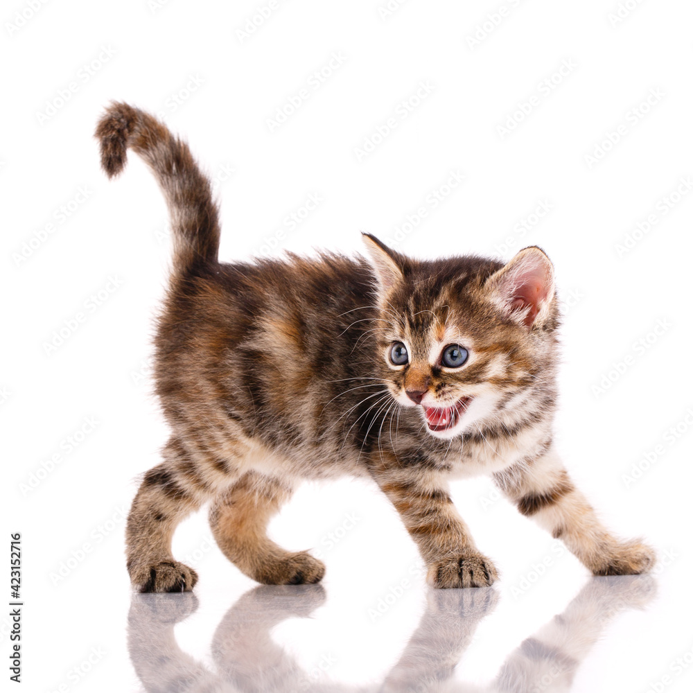 Tricolor kitten meows on a white background.