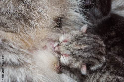 A week-old gray kitten sucks on a cat's breast. Breast-feeding of newborn kittens. Kitten close up.
