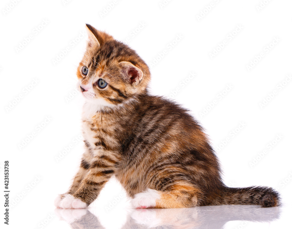 Kitten with a playful facial expression on a white background.