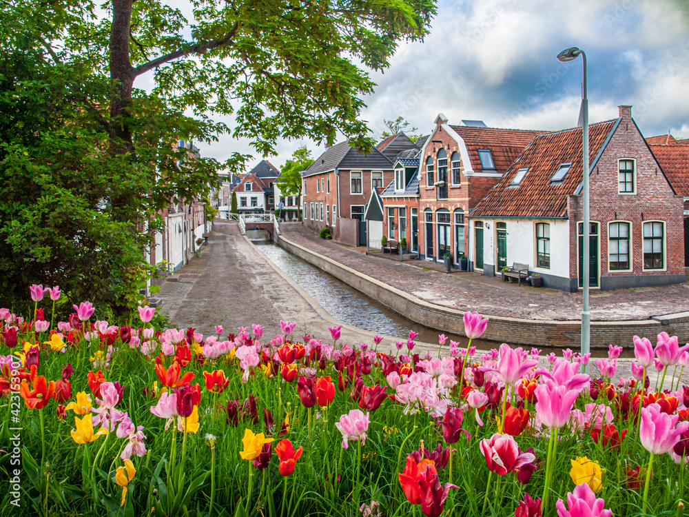 Flowering tulips in Dokkum, the Netherlands