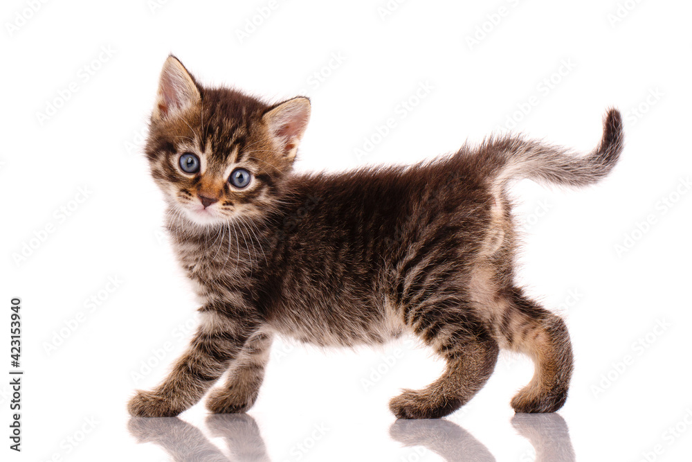 Striped kitten walks in front of a white background in the studio.