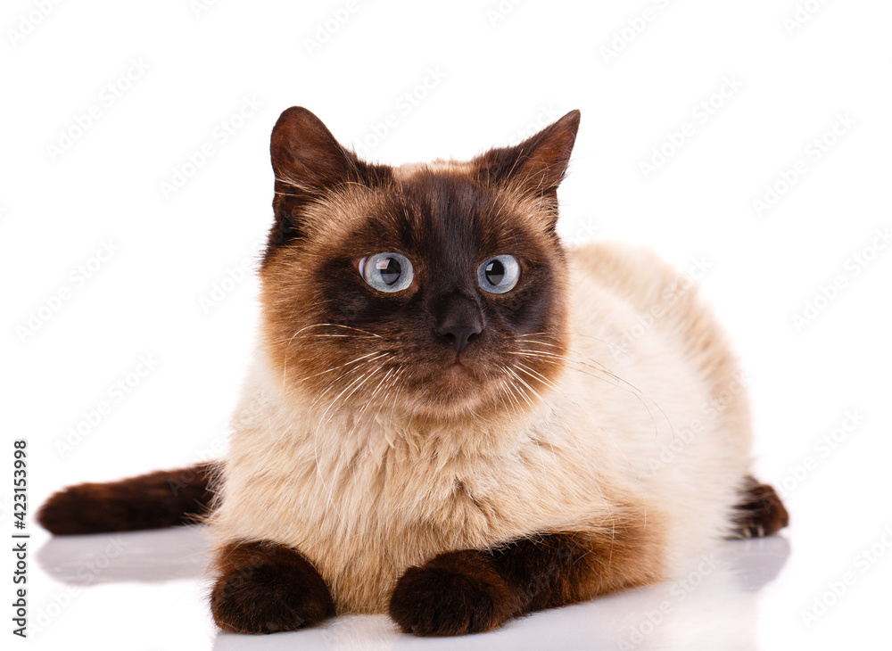 Portrait of a cat lying on a white background.