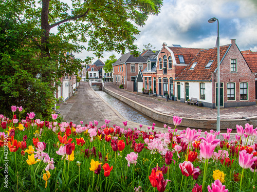 Flowering tulips in Dokkum, the Netherlands