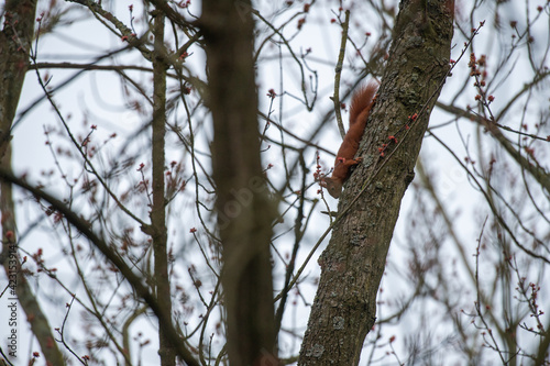 Eichhörnchen im geässt eines alten Baumes photo