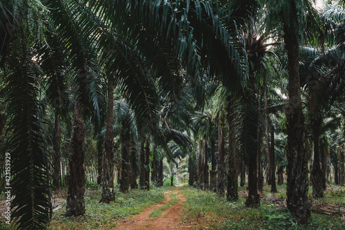 Oil palm forest. Planting palm trees for palm oil. How palm oil is grown.