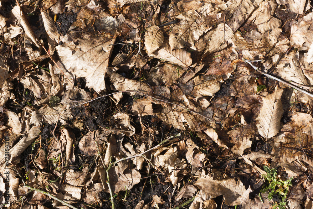 Autumn forest ground background. Golden yellow leaves on the ground. Fall season path in a park texture. Dry vibrant leaf organic landscape. Orange earth backdrop. Autumn forest ground background. Golden yellow leaves on the ground. Fall season path in a park texture. Dry vibrant leaf organic landscape. Orange earth backdrop.
