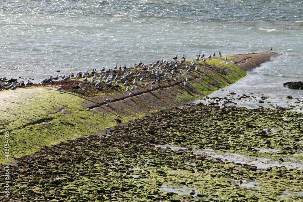 Ile de Ré Galets sur la Plage Stock Photo Adobe Stock
