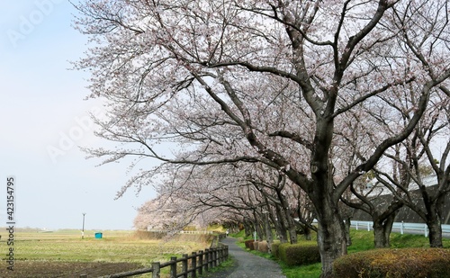 桜が咲き乱れる道　田舎　風景 © ペパーミント