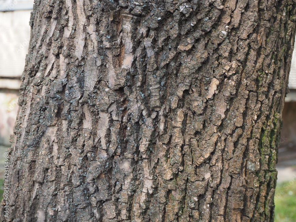 Fototapeta premium OLYMPUS DIGITAL CAMERA