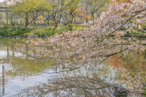 The blooming cherry blossoms at the West lake in Hangzhou, China, spring time.