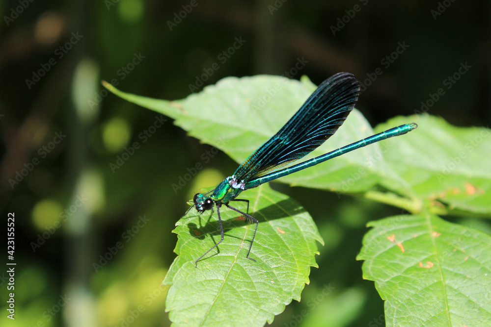 Libellule Bleue Libellule Bleue