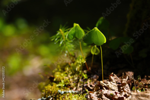 Young green plants in the spring forest.