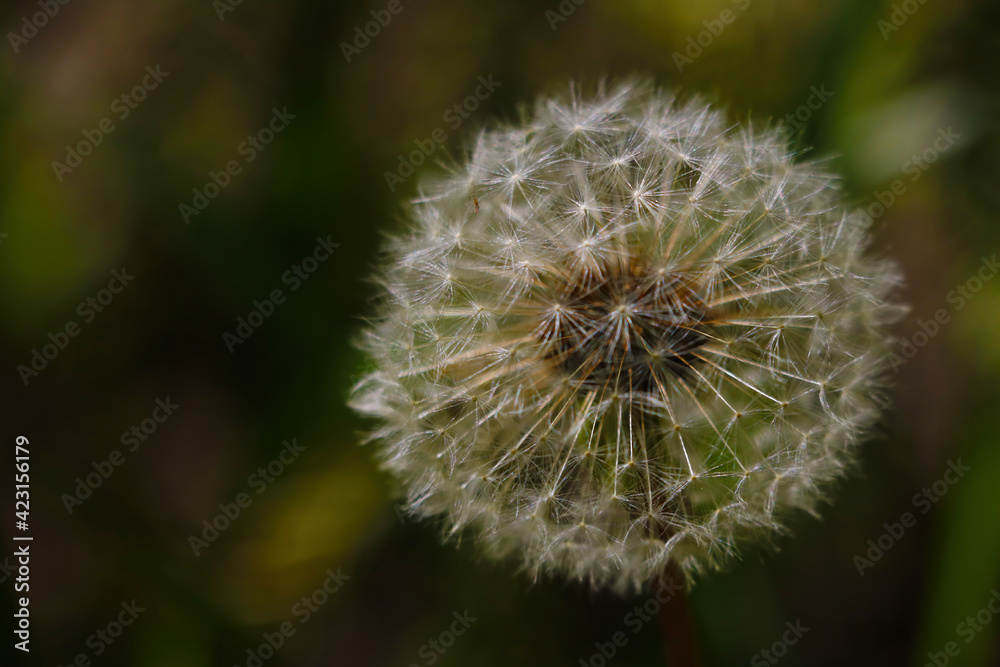 Dandelion flower close up on a sunny summer day. Dandelion flower close up on a sunny summer day.