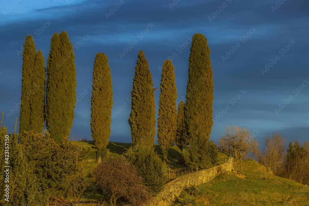 Cypresses in Red Vivid Sunset Light on Hill Top