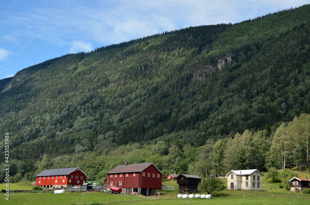 Forest on a summer day in Central Norway Forest on a summer day in Central Norway