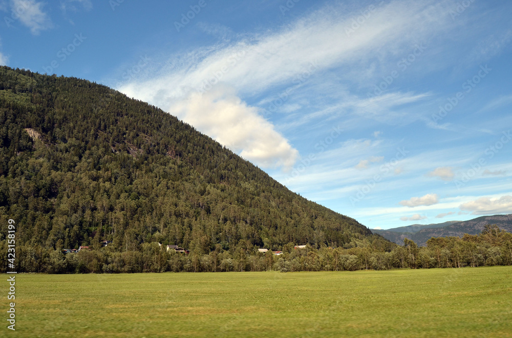 Forest on a summer day in Central Norway Forest on a summer day in Central Norway