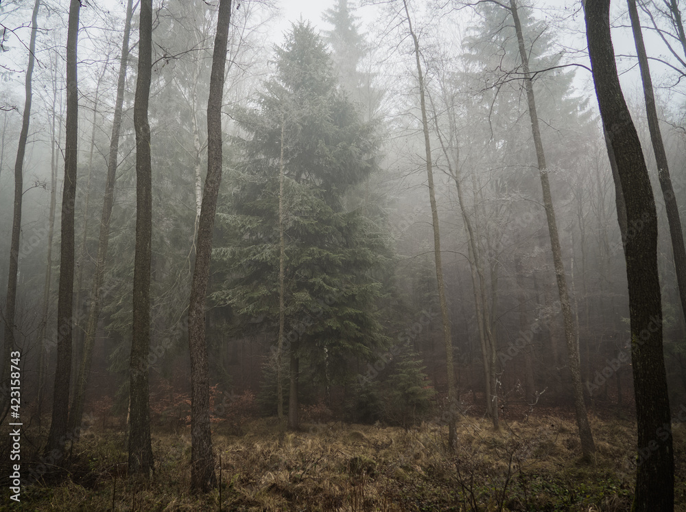 Obraz premium Spooky and gloomy forest, fogging with amazing and dramatic atmosphere.