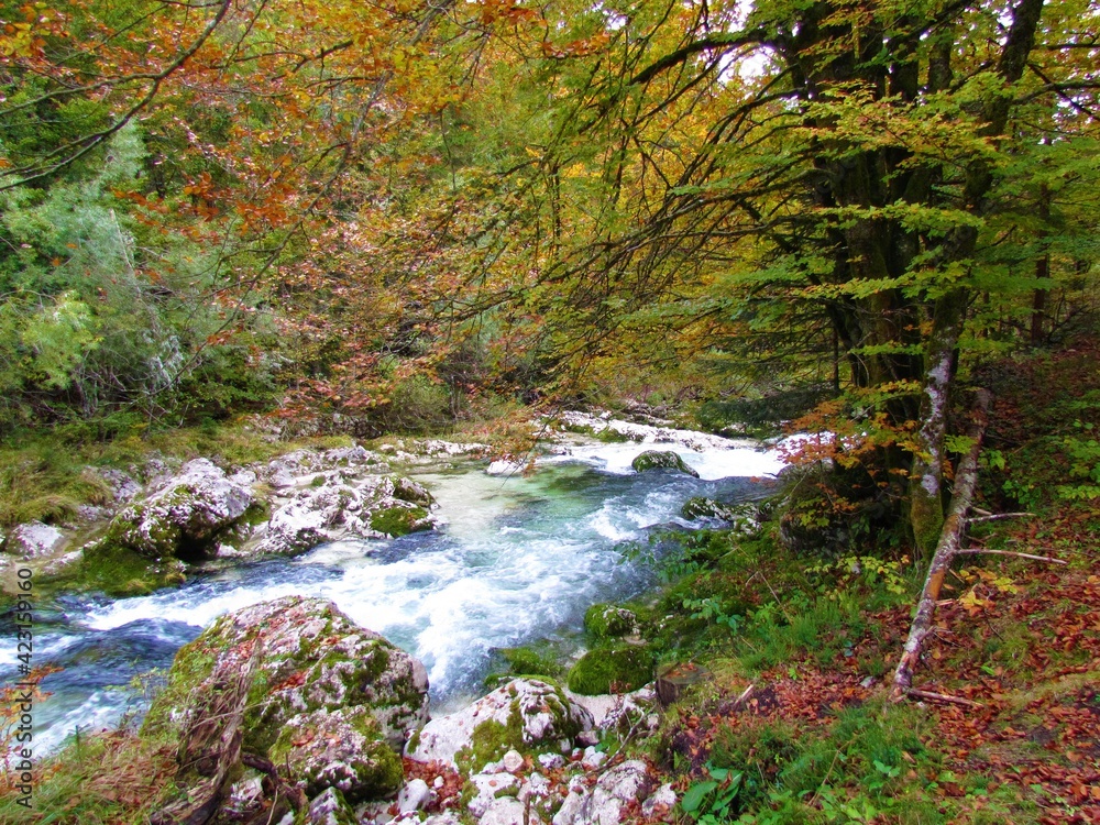 Mostnica creek at Mostnica Gorge in Gorenjska, Slovenia surrounded by colorful orange and yellow autumn foliage