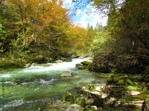 Mostnica creek at Mostnica Gorge in Gorenjska  Slovenia surrounded by colorful orange and yellow autumn forest