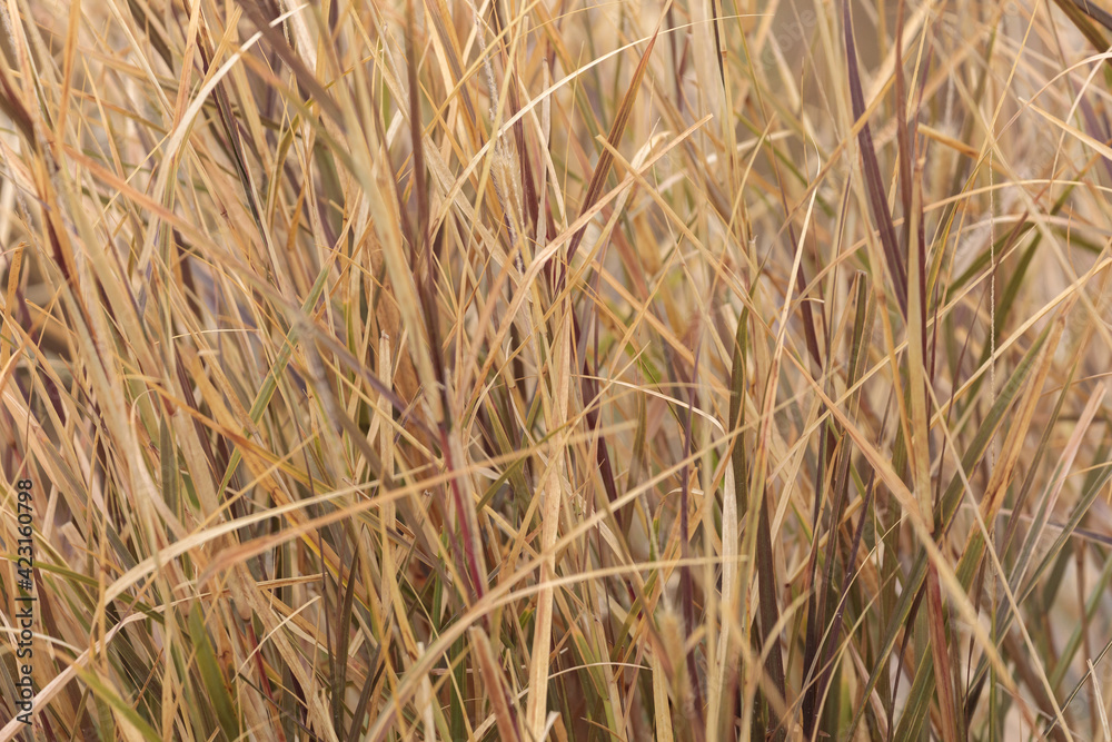 Fototapeta premium Pennisetum in a fog