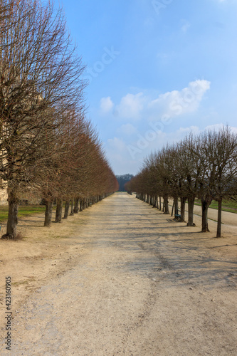Alley of trees under blue skies