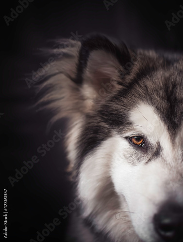 Alaskan Malamute teenager isolated in black background. Hypnotising look and fluffy fur of a funny puppy. Selective focus on the eyes, blurred background.