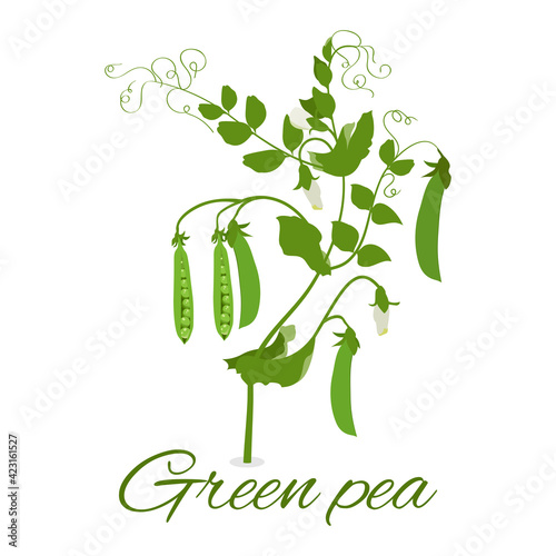 Green pea plant, pea pods, flowering green peas. Isolated on a white background. Vector illustration.