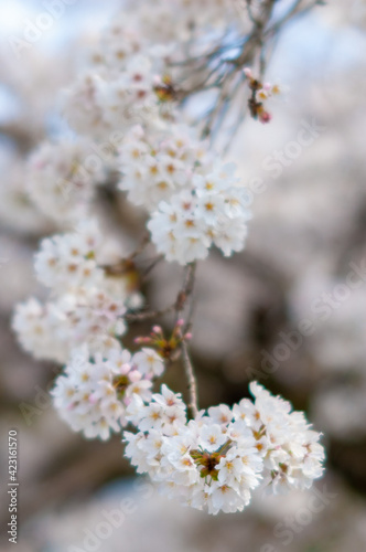 美しいボケと桜 © okometubu
